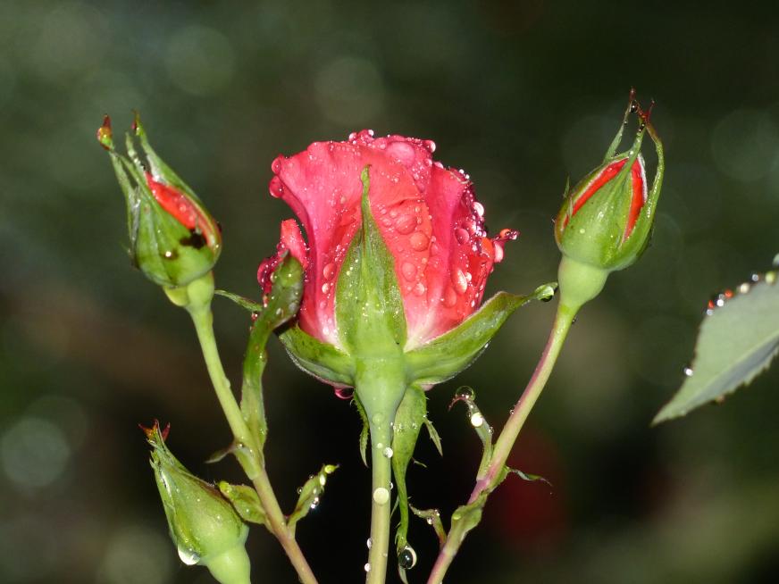 Voici des roses blanches et une rose rouge