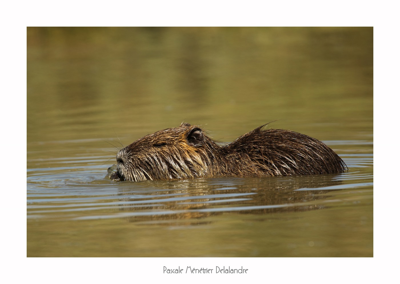 Ragondin (Myocastor coypus)