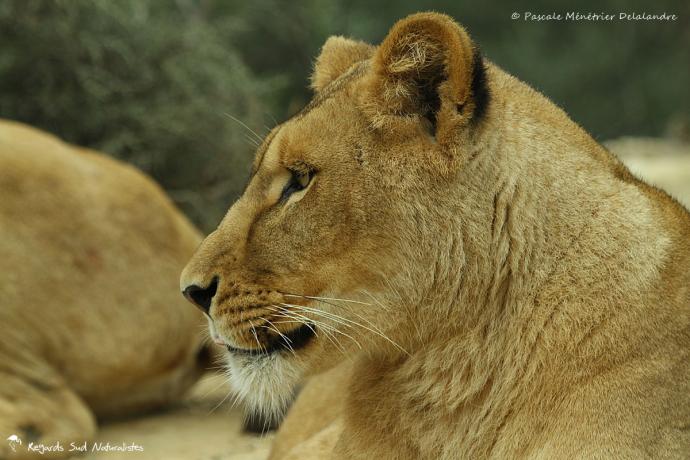 Lionnes