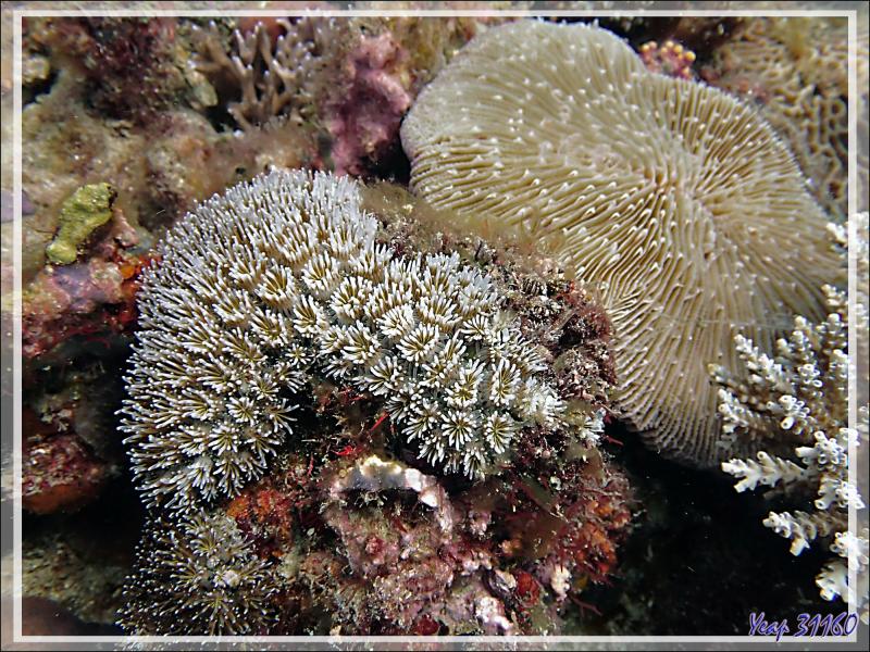 Corail cristal, Corail piquant, Crystal coral, Prickly coral, Grass coral (Galaxea fascicularis) - Betaniazo - Nosy Tsarabanjina - Nosy Mitsio - Madagascar