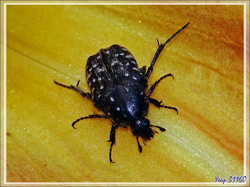 Cétoine grise ou Drap mortuaire (Oxythyrea funesta) - Lartigau - Milhas - 31