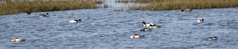 Colonie de tadornes de belon - décembre 2022...
