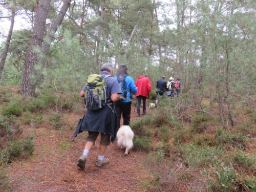 Rando en forêt de Fontainebleau