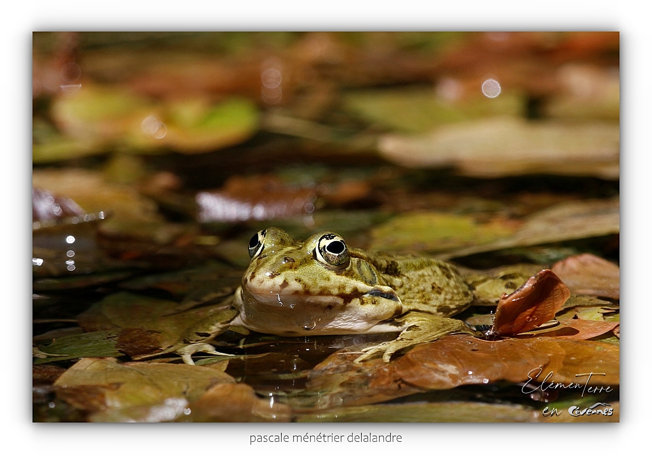 Grenouilles rieuses