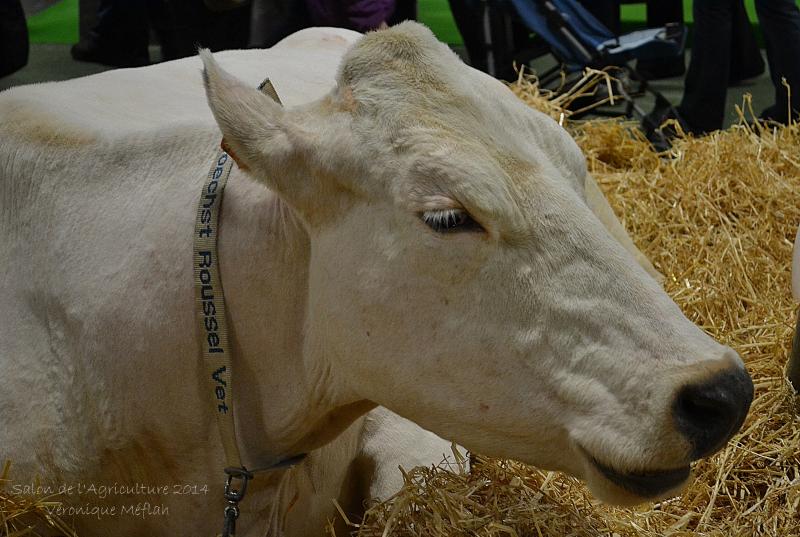 Salon de l'Agriculture 2014 : La Bleue du Nord
