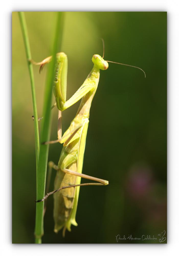 Mante religieuse forme verte - Mantis religiosa