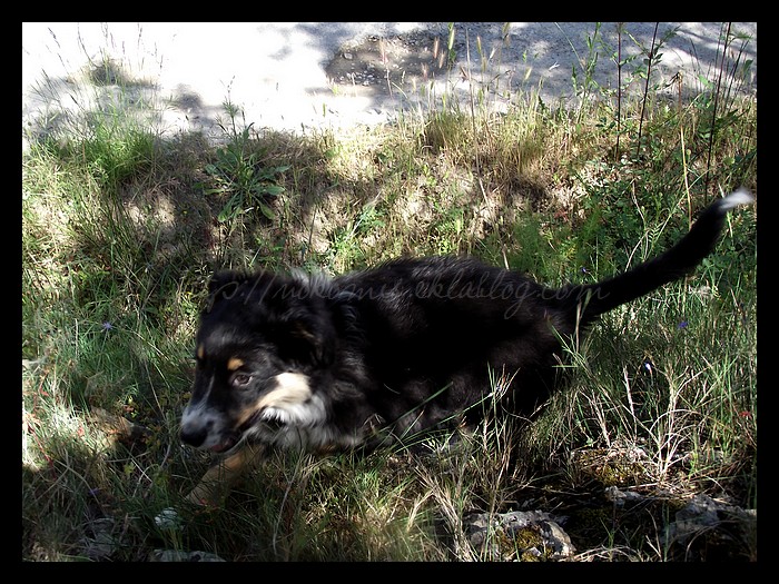Tranches de vie d'un Australian Shepherd
