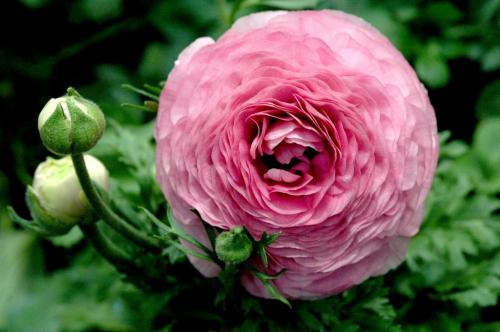 Fleurs cultivées : Renoncule