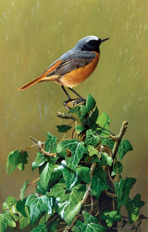 oiseaux en peinture (suite)