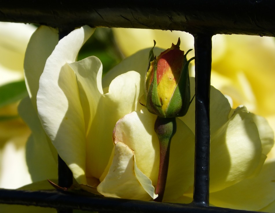 En mai sur le chemin de halage