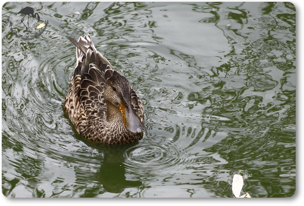 Canard Souchet...