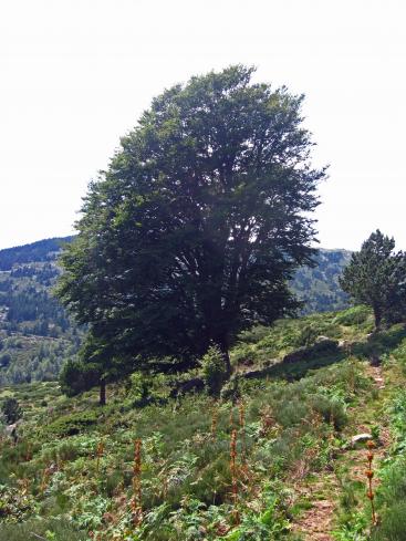 Sur les hauteurs d'une vallée âpre - Le Tour du Vallespir - Etape 2 : Batère - Saint-Guillem - 21 kms