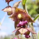 Index illustré orchidées