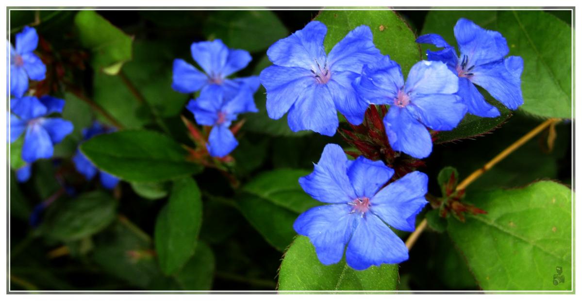 MES FLEURS-MON JARDIN 2020