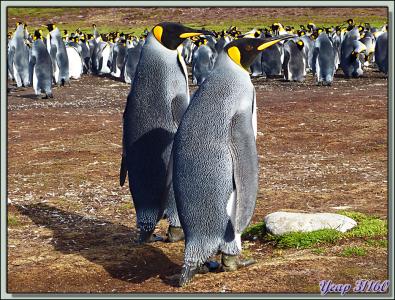 Manchots Royaux: les amoureux après la cour de Monsieur à Madame - Volunteer Point - Falkland Islands, Iles Malouines, Islas Malvinas