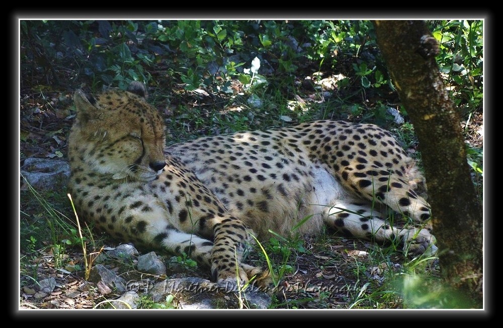 Guépard...
