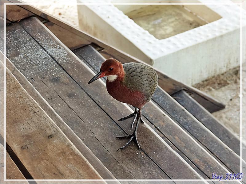 Tous les matins, nous avons les visites des Râles de Cuvier (Dryolimnas cuvieri) et des Pigeons de Madagascar (Nesoenas picturatus) - Nosy Tsarabanjina - Archipel des Mitsio - Madagascar