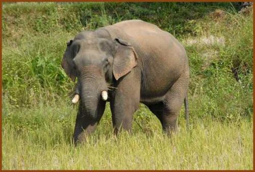 animaux d asie