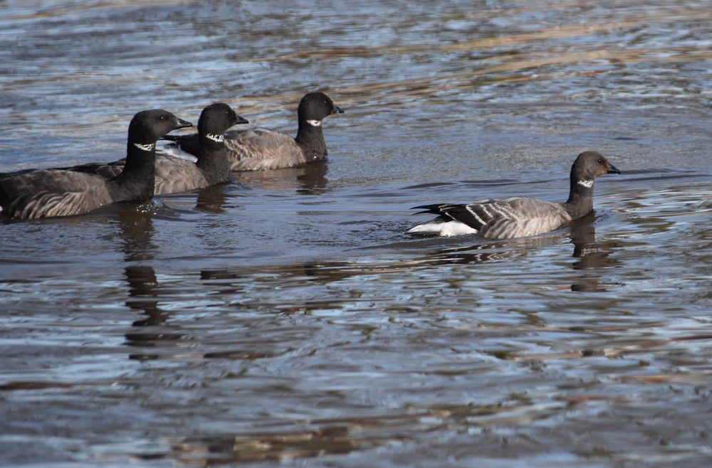 Oies bernaches près de la jetée d'Arès - février 2024...