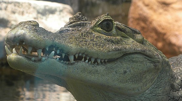 crocodilel.jpg