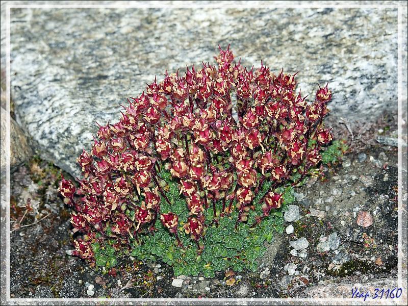 Saxifrage à feuilles opposées, Purple saxifrage (Saxifraga oppositifolia) - Devon Island - Nunavut - Canada