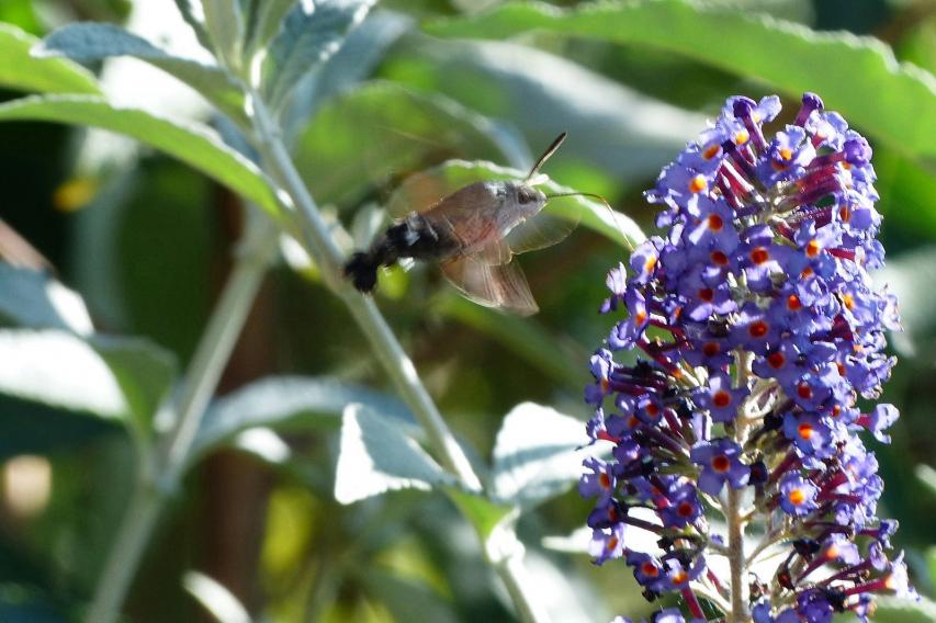 Le Sphinx Colibri