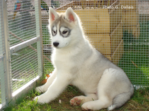 Fenzo 2,5 mois