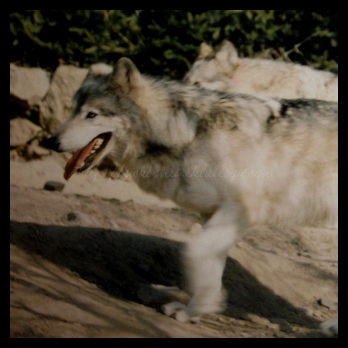 Tranches de vie d'un Australian Shepherd