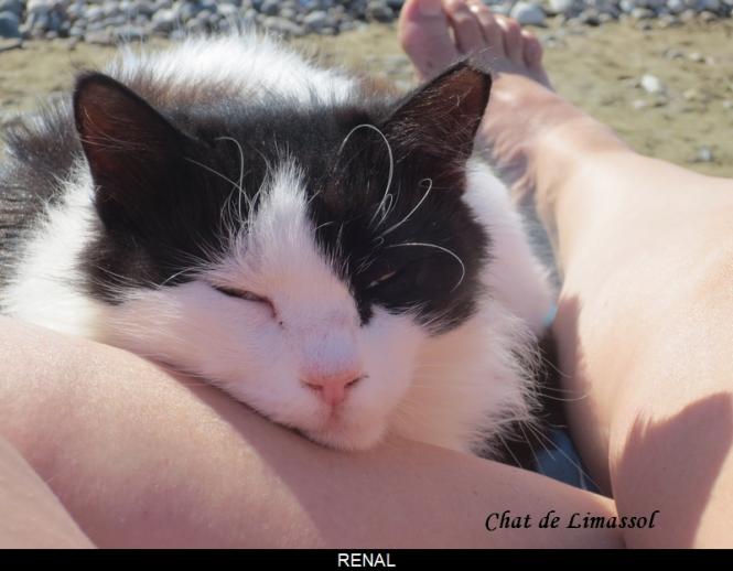 Agir et penser comme un chat (9)