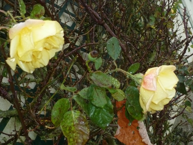 rose d'automne 