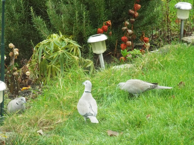 Les "zozios" au jardin ....