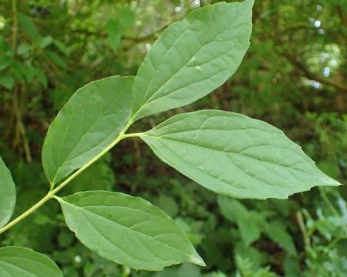 Fleurs cultivées : Seringat