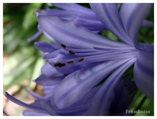 Agapanthes du jardin 