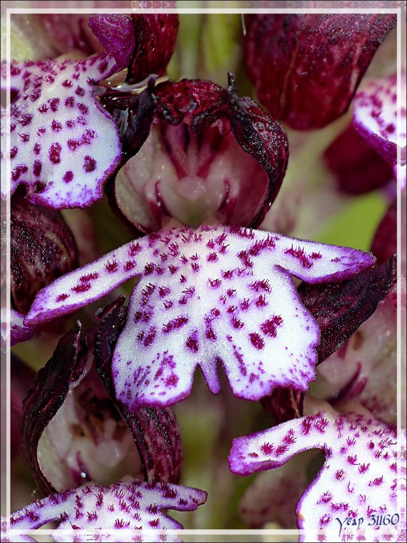 Orchidée Orchis pourpre (Orchis purpurea) - Boulogne-sur-Gesse - 31