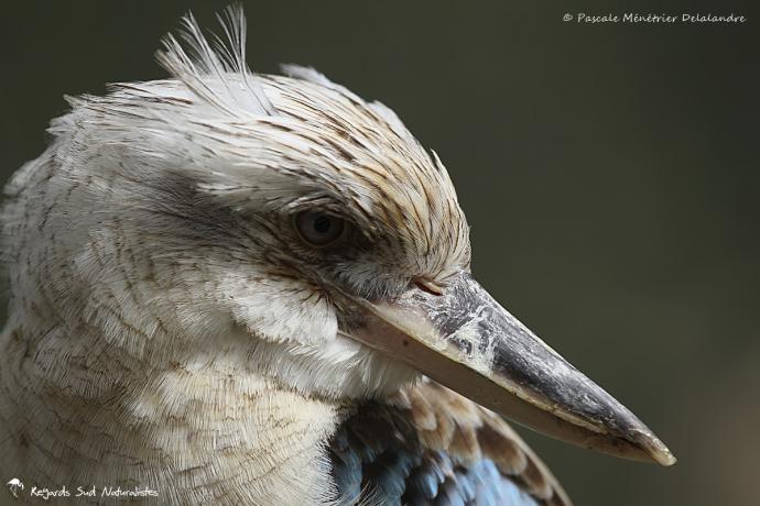 Martin-chasseur à ailes bleues