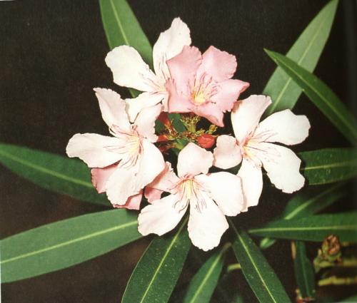 Laurier-rose ou Oléandre