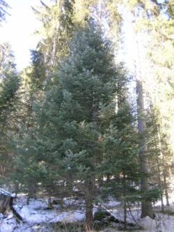 L'arbre de Noël