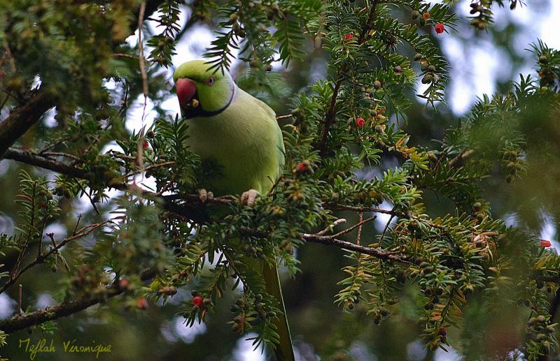 Domaine de Sceaux : La perruche à collier
