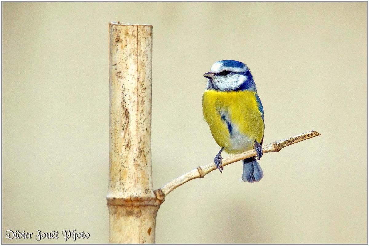 Mésange Bleue (5) - Cyanistes caeruleus