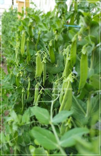 CUISSON DES PETITS POIS AU COOKEO