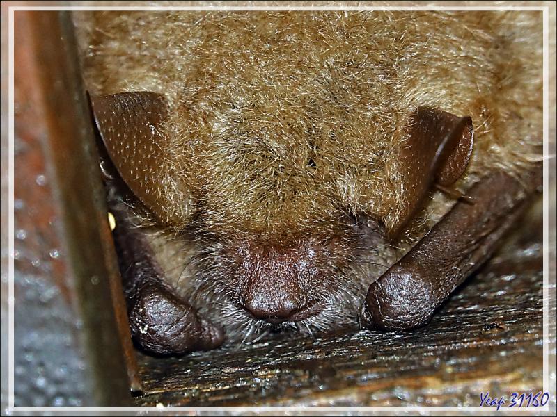 Chauve-souris indéterminée - Lartigau - Milhas - 31