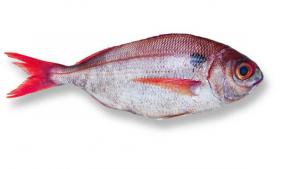 Les poissons divers