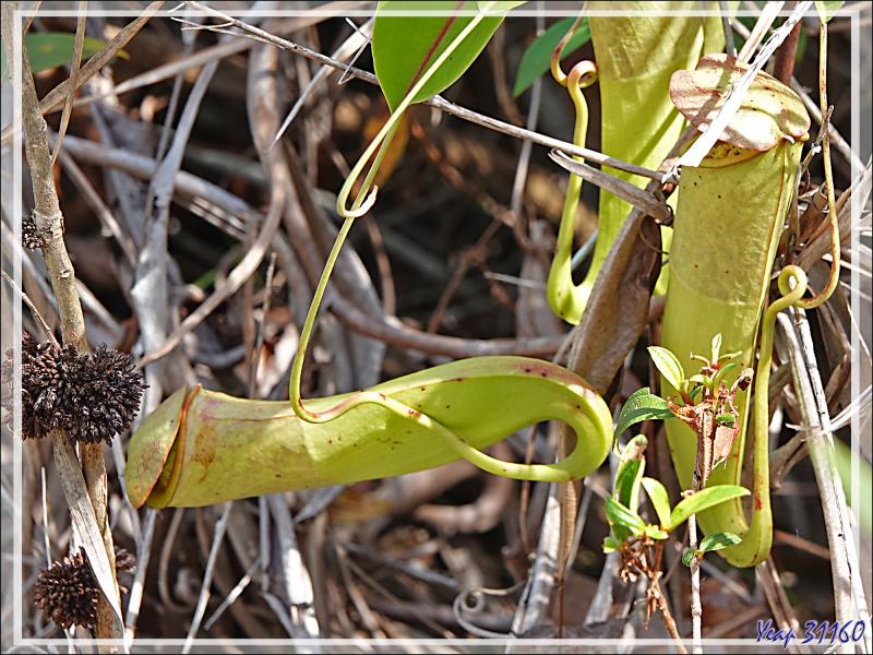 Un peu de botanique au retour des sources chaudes de Dei-Dei - Fergusson Island - Papouasie Nouvelle-Guinée (Papua New-Guinea)