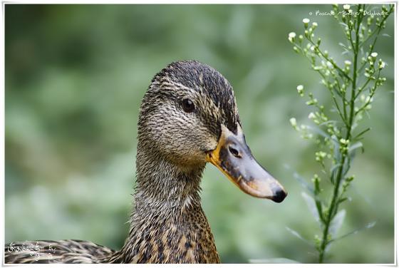 Canard colvert ♀