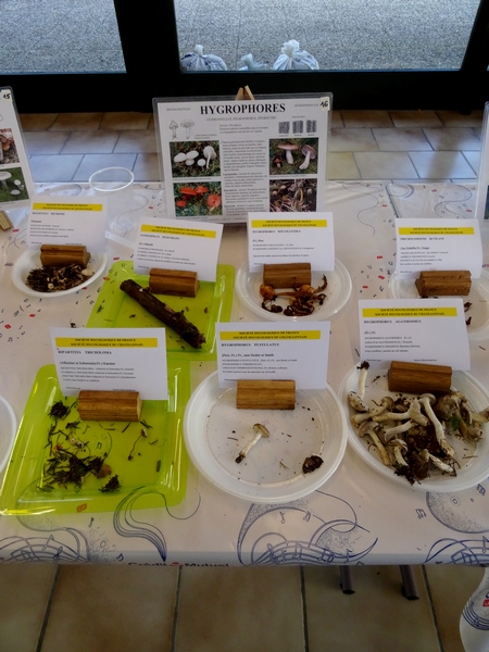 L'exposition de champignons présentée à la fin du Congrès National de Mycologie 2014 à Châtillon sur Seine