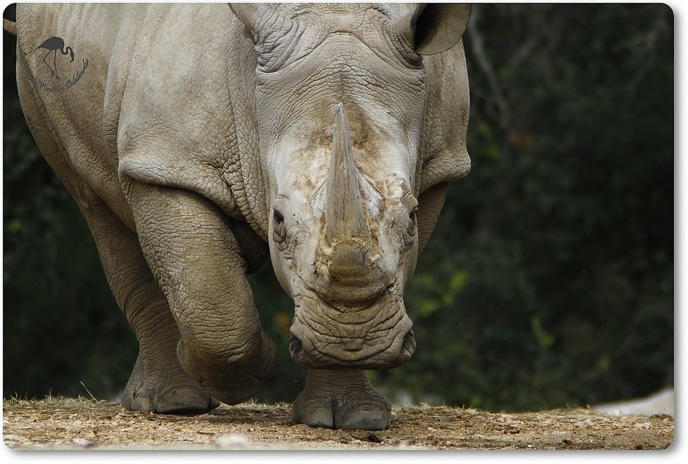 Rhinocéros blanc...