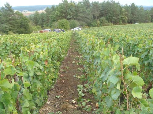 Les vendanges chez Sylvain Bouhélier..