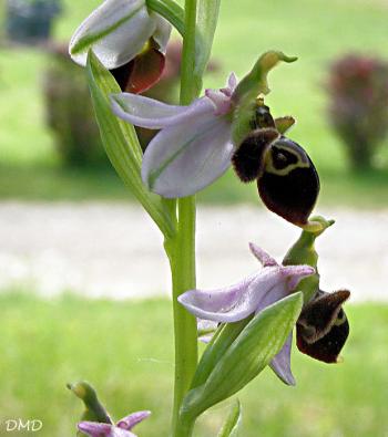 Ophrys scolopax - ophrys bécasse