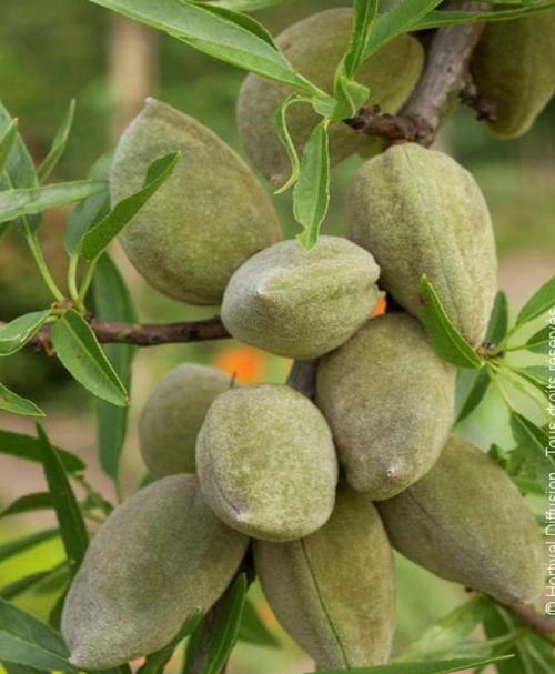 Arbre fruitier : Amandier