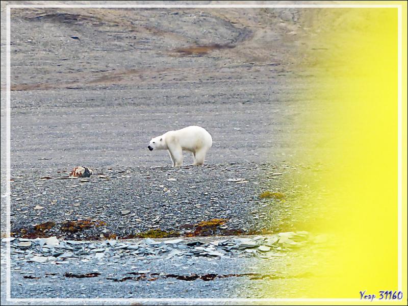 A 14 h 45, je repars en Zodiac vers l'ours, qui, fidèle à sa charogne, ripaille toujours (Polar bear) - Creswell Bay - Somerset Island - Nunavut - Canada